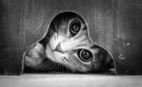 cat-looking-at-you-black-and-white-photography-1-800x492