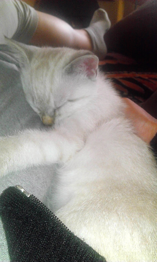 Mon Chaton Aura T Il Le Poil Long Ou Court Chats Forum Animaux Doctissimo Mon Chaton Aura T Il Le Poil Long Ou Court Chats Forum Animaux Doctissimo