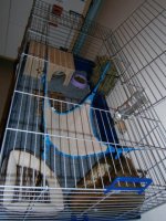 La cage avec dry bed + tout plein d'accessoires ^^