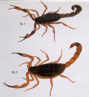 scorpions de São Paulo