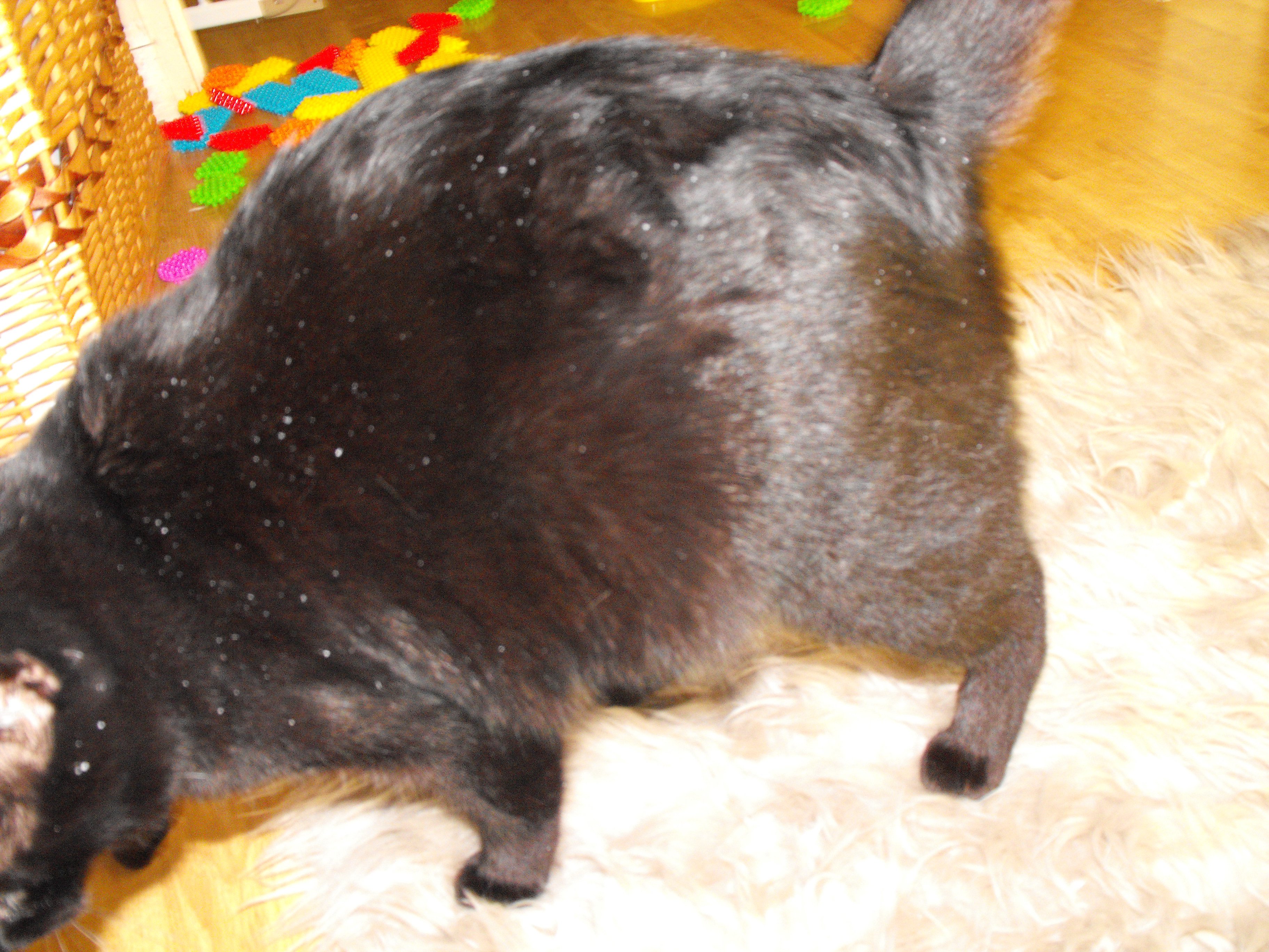 Chat Obese Et Pellicules Chats Forum Animaux