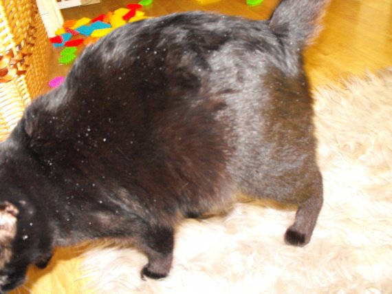 Chat Obese Et Pellicules