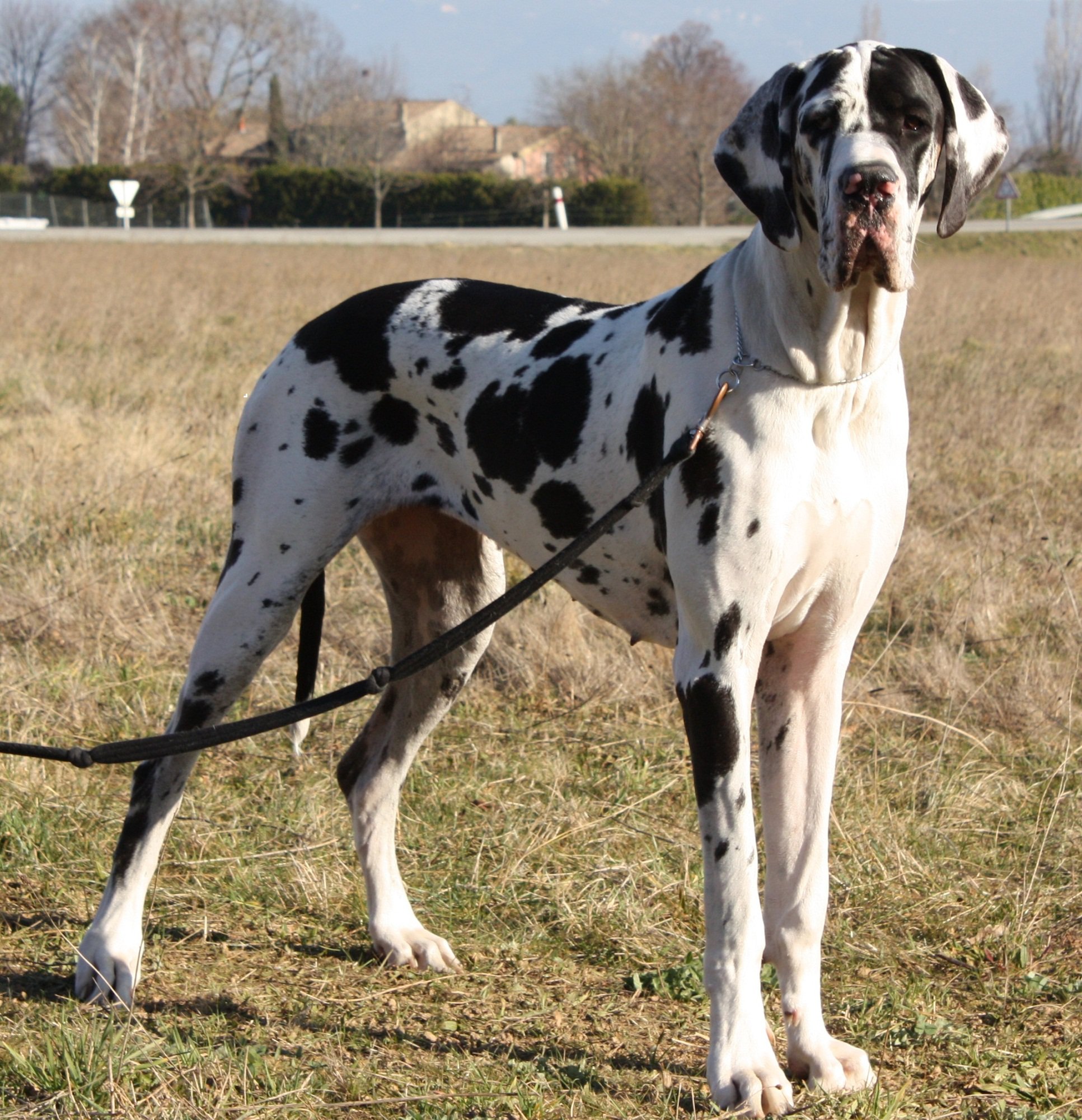 Les Passionnes De Dogue Allemand Chiens Forum Animaux Doctissimo