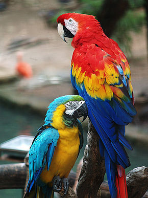290px-Scarlet_Macaw_and_Blue-and-gold_Macaw