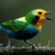 Un-oiseau-de-la-foret-de-San-Antonio-pres-de-Cali-le-11-fevrier-2022-en-Colombie-1236354