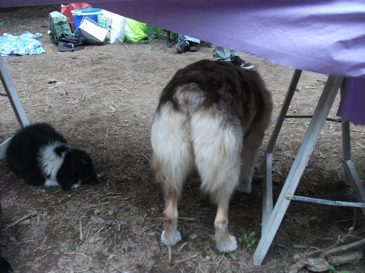 La Queue Des Bergers Australiens Chiens Forum Animaux