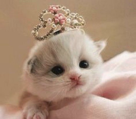 Photo Chaton Trop Mimi 9 Minouch Lyly Photos Club Doctissimo Photo Chaton Trop Mimi 9 Minouch Lyly Photos Club Doctissimo