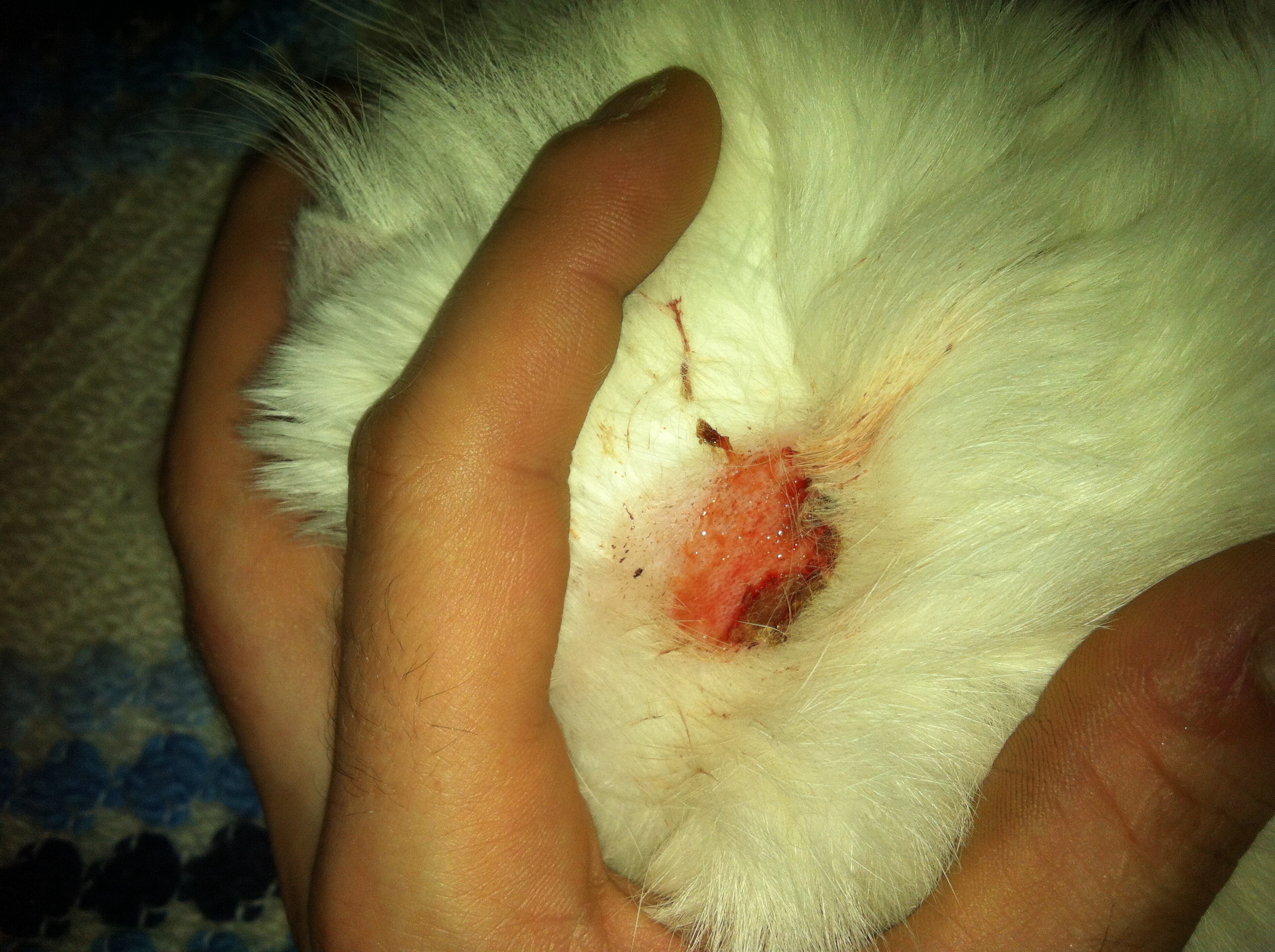 Plaque Rouge Comme Une Brulure Sur Mon Chat Medecine Veterinaire Forum Animaux Doctissimo Plaque Rouge Comme Une Brulure Sur Mon Chat Medecine Veterinaire Forum Animaux Doctissimo