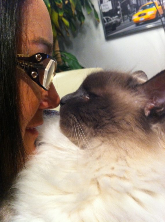 Mort Subite De Mon Chat Mort Subite De Mon Chat