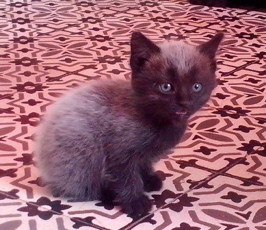 Age Du Chaton Couleur De La Robe Chats Forum Animaux Doctissimo Age Du Chaton Couleur De La Robe Chats Forum Animaux Doctissimo