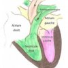 1- Anatomie