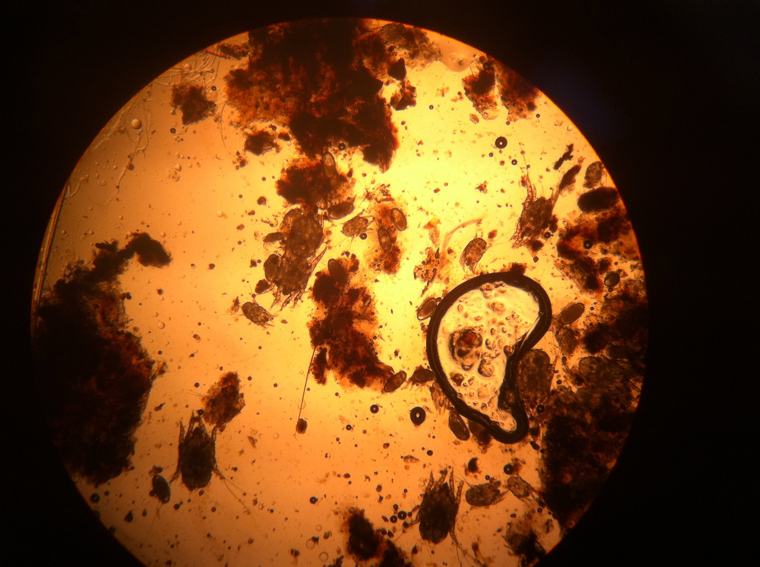 Gale D Oreille Chat Dermatologie Ecthelion Photos Club Doctissimo Gale D Oreille Chat Dermatologie Ecthelion Photos Club Doctissimo