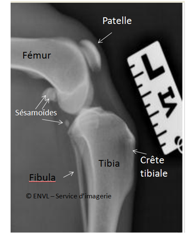 Articulation normale du genou chez un chien