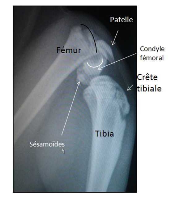 Avis Sur Une Radio De Mon Chat Avis Sur Une Radio De Mon Chat