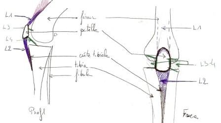 Anatomie du grasset (Chien)