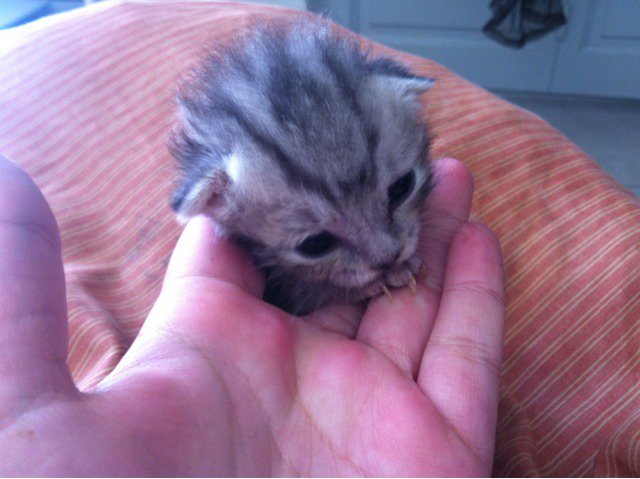 Chaton Grosse Infection Chats Forum Animaux Doctissimo