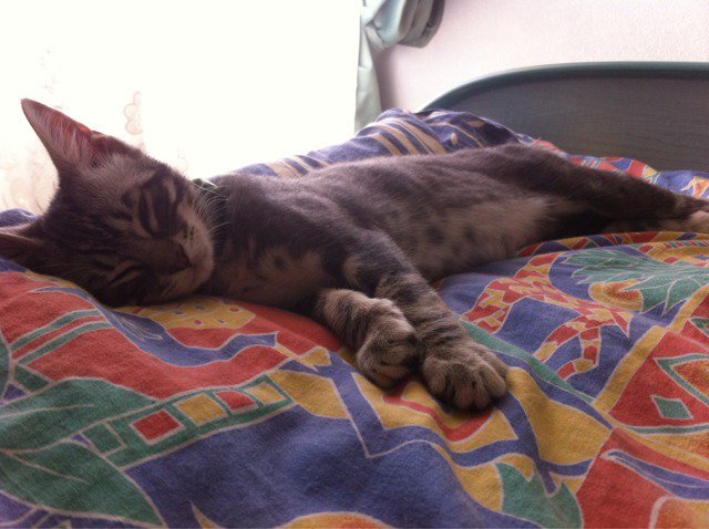 Piqure Frelon Chats Forum Animaux Doctissimo Piqure Frelon Chats Forum Animaux Doctissimo