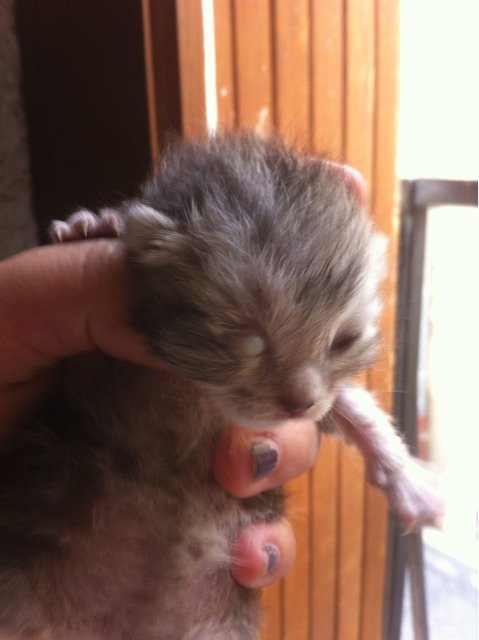 Chatons De 15 Jours Avec Un Oeil Rouge Et Ferme Chatons De 15 Jours Avec Un Oeil Rouge Et Ferme