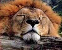 lion-sleeps