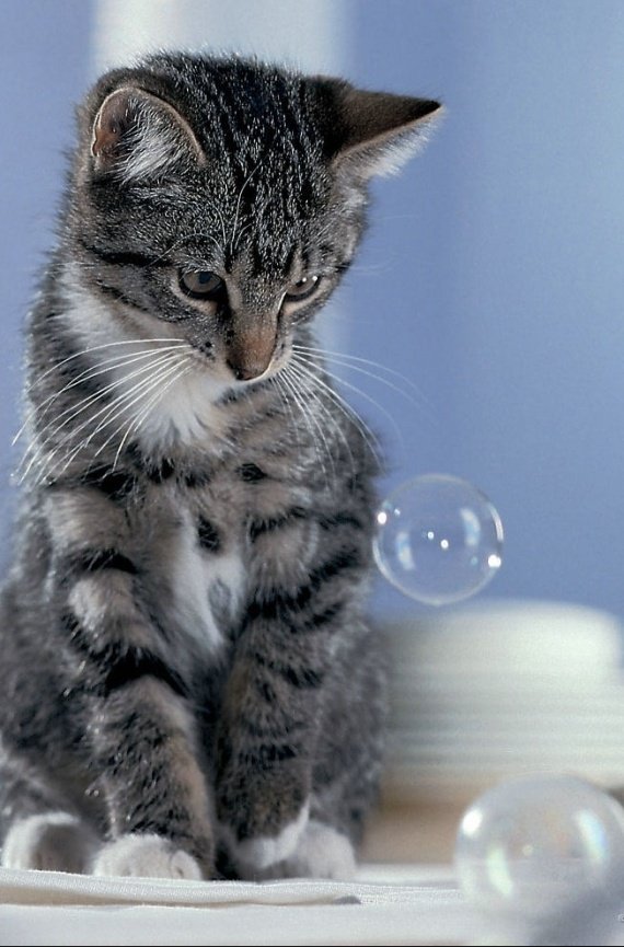 images-aime-tb-chaton-bulles-img