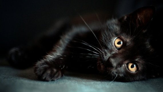 cute_black_kitty_by_blair_lily-d5fiem4_201292122392