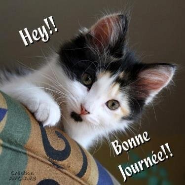Journees Bonne Journee Img Petits Chats Kokkine Photos Club Doctissimo Journees Bonne Journee Img Petits Chats Kokkine Photos Club Doctissimo