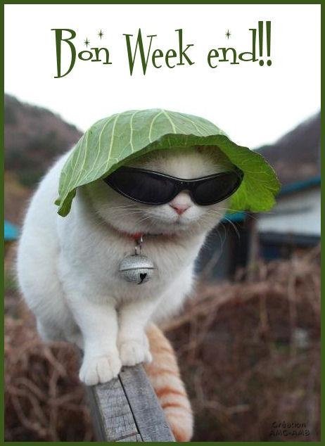 Bon Week End Week End Img Petits Chats Kokkine Photos Club Doctissimo Bon Week End Week End Img Petits Chats Kokkine Photos Club Doctissimo