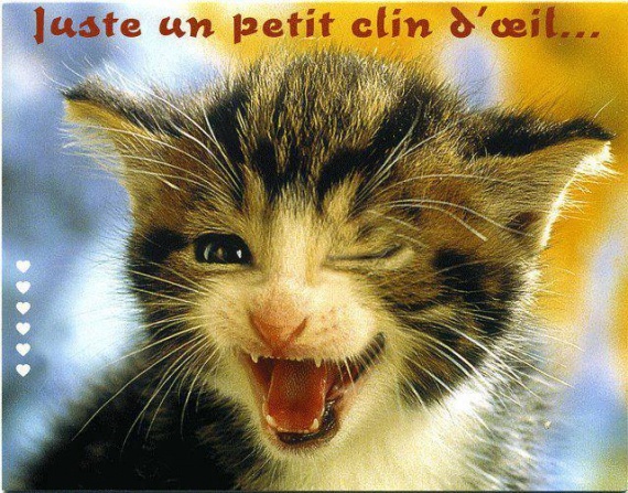 humour-chat-taquin-img