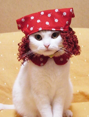 Images Chat Comique Img Petits Chats Kokkine Photos Club Doctissimo Images Chat Comique Img Petits Chats Kokkine Photos Club Doctissimo