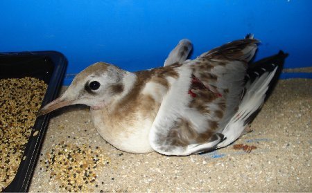 Besoin D Aide Bebe Mouette Blesse Oiseaux Forum Animaux Doctissimo Besoin D Aide Bebe Mouette Blesse Oiseaux Forum Animaux Doctissimo