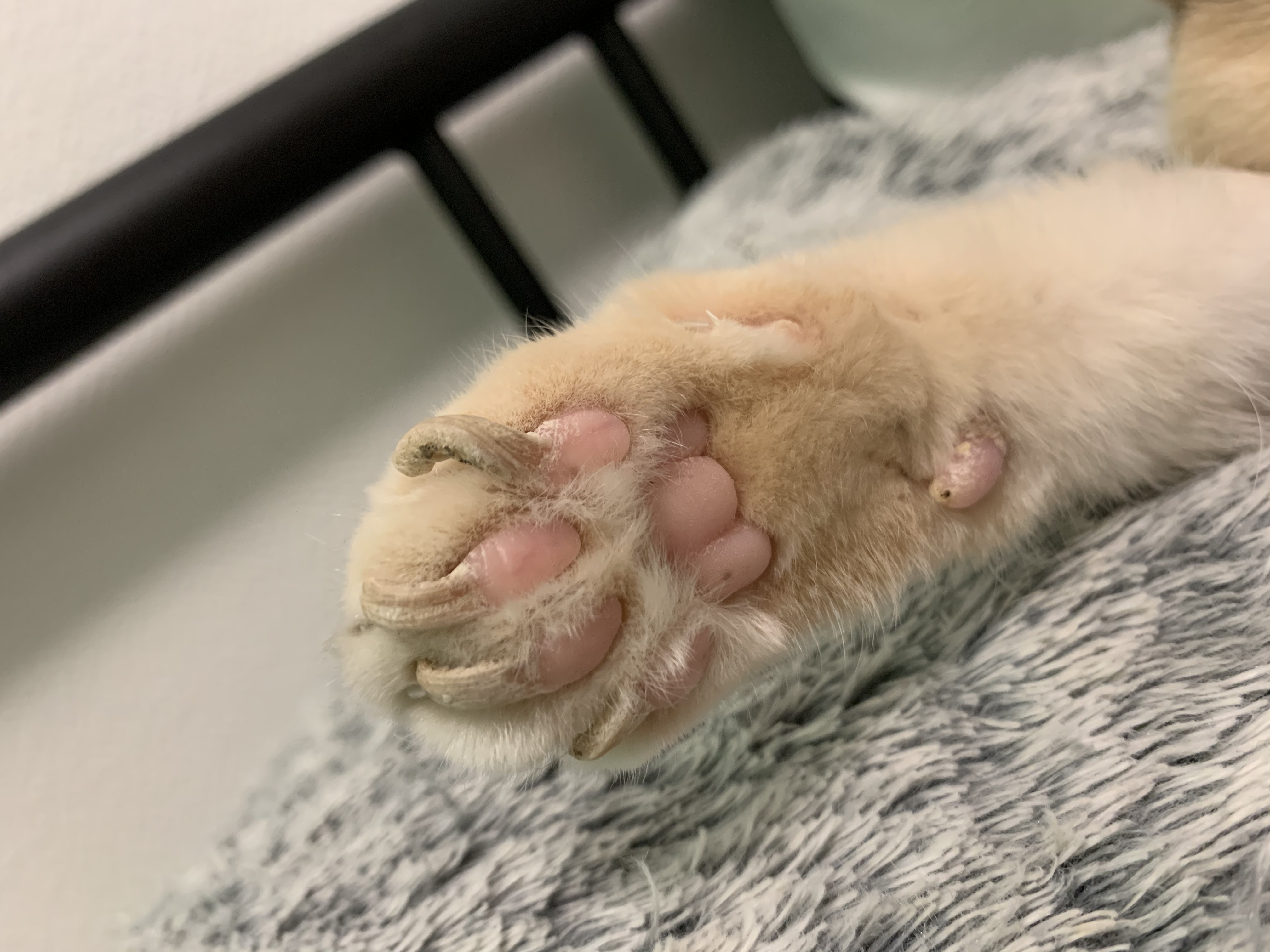 Probleme Sous Ses Coussinets La Sante De Votre Chat Chats Forum Animaux Doctissimo Probleme Sous Ses Coussinets La Sante De Votre Chat Chats Forum Animaux Doctissimo