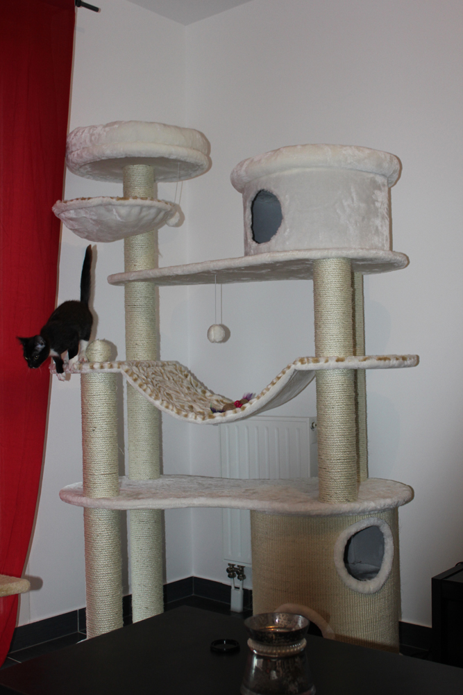 A La Recherche De L Arbre A Chat Parfait Chats Forum Animaux Doctissimo A La Recherche De L Arbre A Chat Parfait Chats Forum Animaux Doctissimo