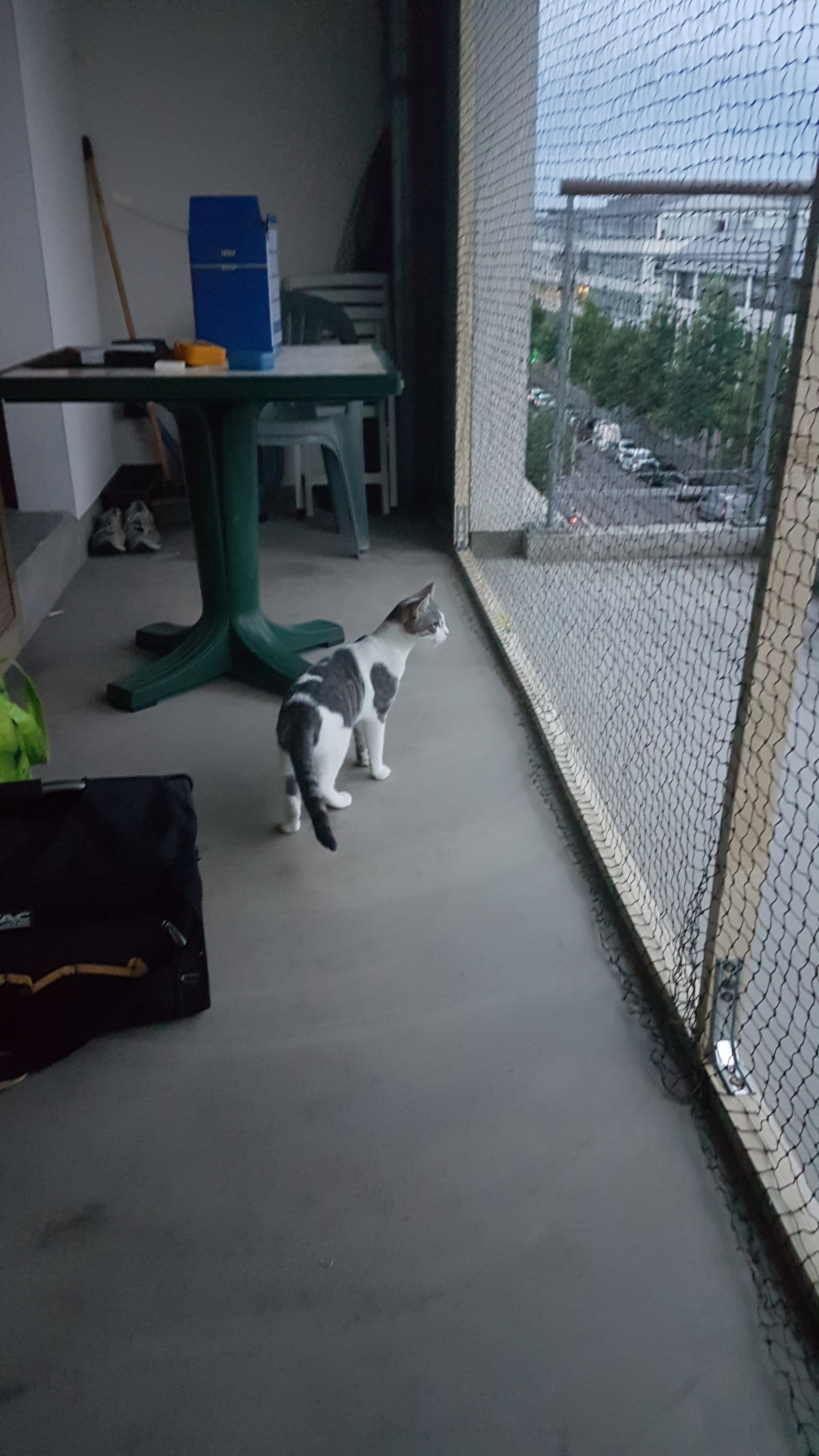 Besoin De Conseils Balcon A Securiser Education Et Comportement Felin Chats Forum Animaux Doctissimo Besoin De Conseils Balcon A Securiser Education Et Comportement Felin Chats Forum Animaux Doctissimo