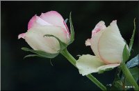 Roses blanches bordurée de rose !