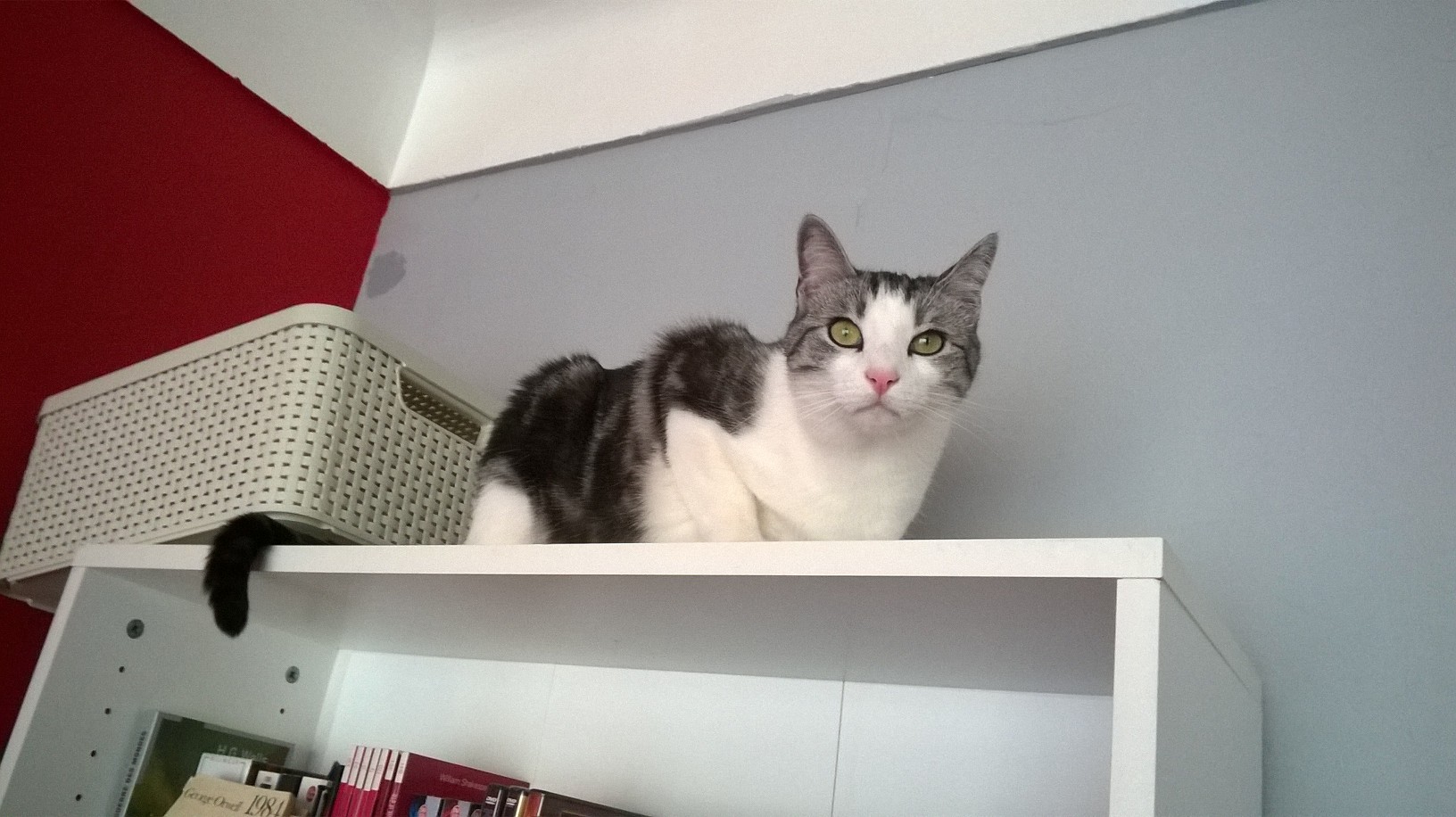 Mon Chat Leche Les Murs En Carrelage Chats Forum Animaux Doctissimo Mon Chat Leche Les Murs En Carrelage Chats Forum Animaux Doctissimo