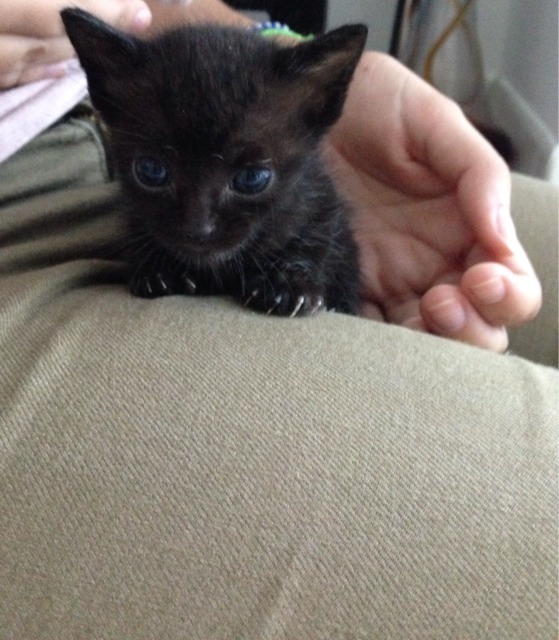 Chaton Mort Je Comprend Toujours Pas Chats Forum Animaux Doctissimo Chaton Mort Je Comprend Toujours Pas Chats Forum Animaux Doctissimo