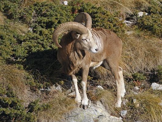 faune-du-mercantour-patagon_034