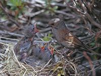 oiseaux-du-mercantour-patagon_002