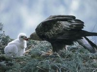 oiseaux-du-mercantour-patagon_005
