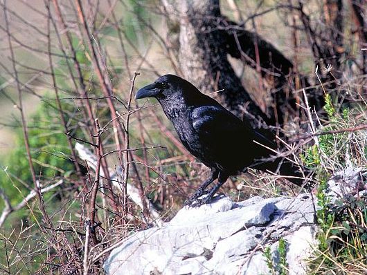 oiseaux-du-mercantour-patagon_027