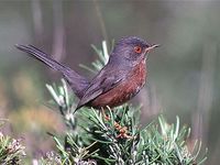 oiseaux-du-mercantour-patagon_028