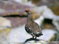 oiseaux-du-mercantour-patagon_043