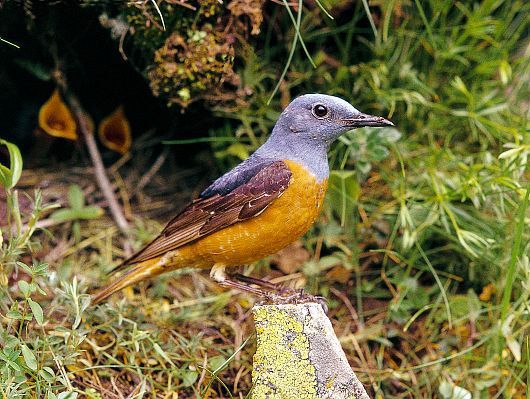 oiseaux-du-mercantour-patagon_056