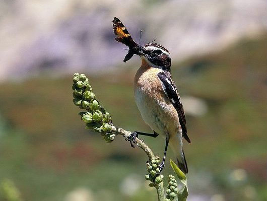 oiseaux-du-mercantour-patagon_075