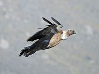 oiseaux-du-mercantour-patagon_081