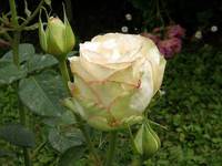 roses_032