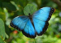 papillons (33)