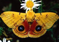 papillons (41)
