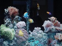 aquarium (16)