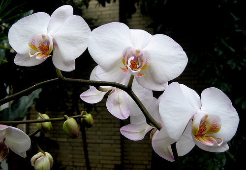 orchidee (14)